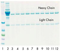 再生PROSEP-Gスピンカラムを用いて正常血清からヒトIgGを10回精製した。